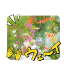 えいるいワンコ2（個別スタンプ：30）