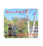 えいるいワンコ2（個別スタンプ：36）