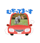 えいるいワンコ2（個別スタンプ：39）