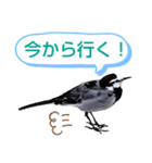 早歩き鳥のハクセキレイ1（簡潔で便利）（個別スタンプ：9）