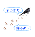 早歩き鳥のハクセキレイ1（簡潔で便利）（個別スタンプ：11）