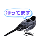 早歩き鳥のハクセキレイ1（簡潔で便利）（個別スタンプ：12）