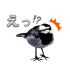 早歩き鳥のハクセキレイ1（簡潔で便利）（個別スタンプ：14）