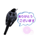 早歩き鳥のハクセキレイ1（簡潔で便利）（個別スタンプ：19）