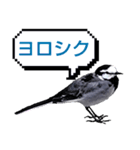 早歩き鳥のハクセキレイ1（簡潔で便利）（個別スタンプ：21）