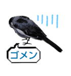 早歩き鳥のハクセキレイ1（簡潔で便利）（個別スタンプ：23）