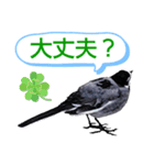 早歩き鳥のハクセキレイ1（簡潔で便利）（個別スタンプ：30）