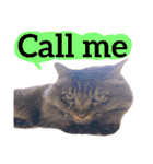 【英語版】猫にゃっちょ（個別スタンプ：2）