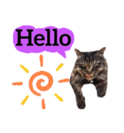 【英語版】猫にゃっちょ（個別スタンプ：9）