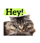 【英語版】猫にゃっちょ（個別スタンプ：10）