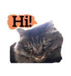 【英語版】猫にゃっちょ（個別スタンプ：11）