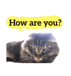 【英語版】猫にゃっちょ（個別スタンプ：12）