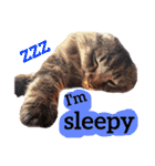 【英語版】猫にゃっちょ（個別スタンプ：17）