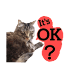 【英語版】猫にゃっちょ（個別スタンプ：18）