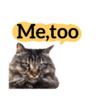 【英語版】猫にゃっちょ（個別スタンプ：21）