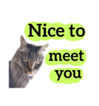 【英語版】猫にゃっちょ（個別スタンプ：22）