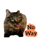 【英語版】猫にゃっちょ（個別スタンプ：25）