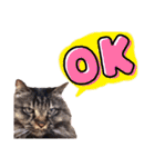 【英語版】猫にゃっちょ（個別スタンプ：26）