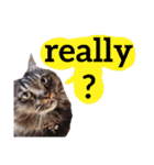 【英語版】猫にゃっちょ（個別スタンプ：27）