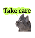 【英語版】猫にゃっちょ（個別スタンプ：32）