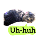 【英語版】猫にゃっちょ（個別スタンプ：34）