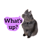 【英語版】猫にゃっちょ（個別スタンプ：36）