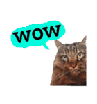 【英語版】猫にゃっちょ（個別スタンプ：37）