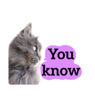 【英語版】猫にゃっちょ（個別スタンプ：39）