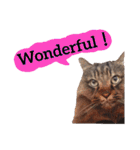 【英語版】猫にゃっちょ（個別スタンプ：40）