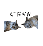 猫と幸せな日々（個別スタンプ：1）