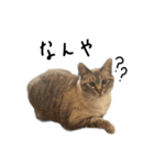 猫と幸せな日々（個別スタンプ：2）
