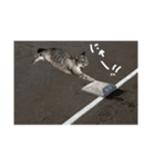 猫と幸せな日々（個別スタンプ：4）