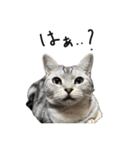 猫と幸せな日々（個別スタンプ：5）