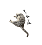 猫と幸せな日々（個別スタンプ：7）