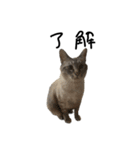猫と幸せな日々（個別スタンプ：15）