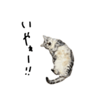 猫と幸せな日々（個別スタンプ：16）