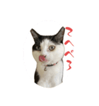 ちゃーくんとみーこ（個別スタンプ：1）