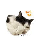 ちゃーくんとみーこ（個別スタンプ：4）
