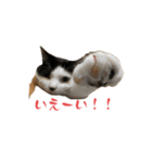 ちゃーくんとみーこ（個別スタンプ：6）