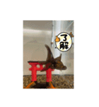 金魚のスタンプ(使える日常会話編)（個別スタンプ：3）