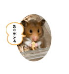 アラレだよ。（個別スタンプ：3）