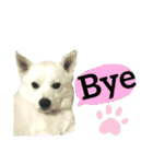 【英語版】真っ白い犬（個別スタンプ：1）
