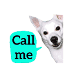 【英語版】真っ白い犬（個別スタンプ：2）