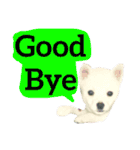 【英語版】真っ白い犬（個別スタンプ：3）
