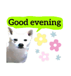 【英語版】真っ白い犬（個別スタンプ：4）