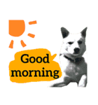 【英語版】真っ白い犬（個別スタンプ：6）