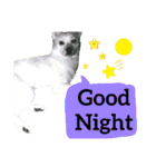 【英語版】真っ白い犬（個別スタンプ：7）