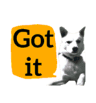 【英語版】真っ白い犬（個別スタンプ：8）