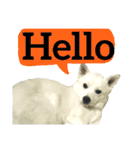 【英語版】真っ白い犬（個別スタンプ：9）