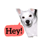 【英語版】真っ白い犬（個別スタンプ：10）